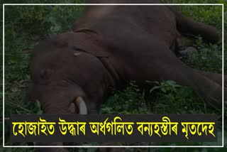 Half-melted body of wild elephant found in Hojai