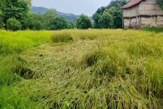 Paddy Crop Damage