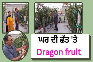 grows dragon fruit on the roof in Gudaspur