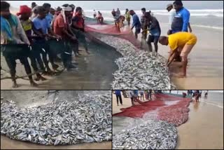 lot of fish catching in surathkal