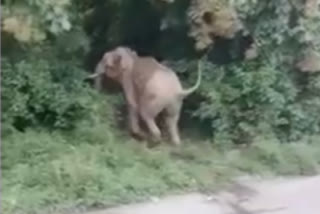 Baby elephant chased away by puppies