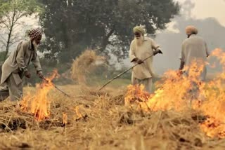 Stubble Burning