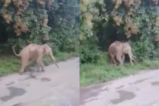 Baby elephant chased away by puppies  utharakhand elephant viral video  latest viral video in utharakhand  latest national news  latest news today  കുട്ടിയാനയുടെ വഴി മുടക്കി നായ്‌ക്കുട്ടികള്‍  റോഡ് മുറിച്ച് കടക്കാന്‍ ശ്രമിക്കുന്ന കുട്ടിയാന  ഉത്തരാഖണ്ഡിലെ ഹരിദ്വാറിലാണ് സംഭവം  ഉത്തരാഖണ്ഡിലെ വൈറല്‍ വീഡിയോ  ഏറ്റവും പുതിയ വാര്‍ത്ത  ഇന്നത്തെ പ്രധാന വാര്‍ത്ത