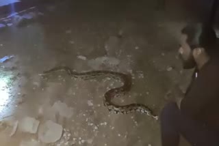 Shivpuri Python Rescue