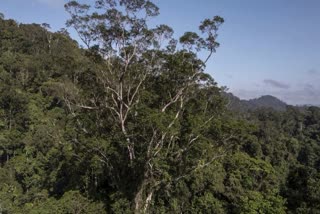 scientist found tallest tree in amazon forest