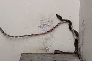 jabalpur snake rescue video