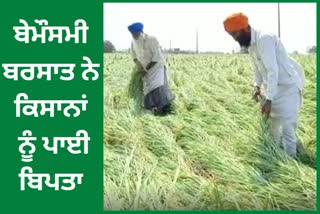 Unseasonal rains destroy farmers crops in Amritsar border areas