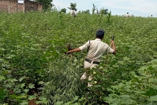 police seized hemp plants in khargone