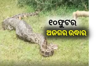 ଯାଜପୁରରେ ଜନବସତି ମୁହାଁ ୧୦ ଫୁଟର ଅଜଗର