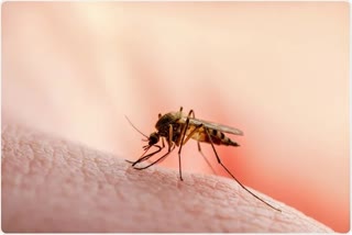 know types of malaria and its symptoms