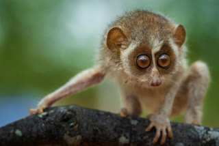 India's first Slender Loris sanctuary