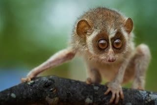 Slender Loris  India first Slender Loris sanctuary  Slender Loris sanctuary in Tamilnadu  Tamil Nadu  Dindigul  Karoor  വംശനാശത്തിലേക്ക്  കുട്ടിത്തേവാങ്കിനായി സങ്കേതം  തമിഴ്‌നാട് സര്‍ക്കാര്‍  തമിഴ്‌നാട്  ചെന്നൈ  ഇന്‍റർനാഷണൽ യൂണിയൻ  ഐയുസിഎന്‍  വംശനാശഭീഷണി  കുട്ടിത്തേവാങ്കിനായി  സ്‌ലെൻഡർ ലോറിസ് സാങ്ച്വറി  വന്യജീവി  സ്‌റ്റാലിൻ  മുഖ്യമന്ത്രി  സസ്‌തനി