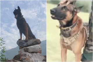 Indian Army assault dog  Indian Army assault dog Zoom  Zoom Dog  സൂം സൈന്യത്തിന്‍റെ നായ  സൈന്യത്തിന്‍റെ നായ സൂം ഗുരുതരാവസ്ഥയിൽ  Army dog Zoom  Army dog Zoom critically wounded  Dog Zoom recovering after fight with terrorists  സൂം