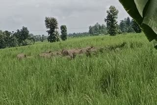Wild elephants destroyed crops in Hojai