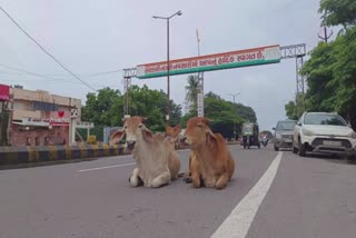 ત્રાસ યથાવત્, રખડતા ઢોરોએ ફરી મહિલાને લીધી અડફેટે