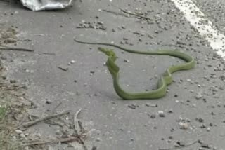 Green cat snake recovered in Golaghat