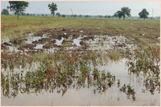 Soybeans hit by return rains