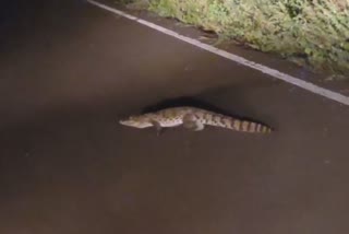 Shivpuri Crocodile Video