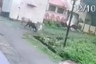 बिलासपुर में गाय ने बुजुर्ग को नाली में पटका