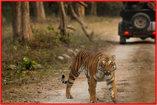 Man injured in tiger attack in Dibrugarh