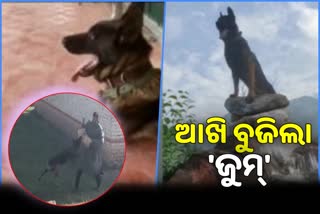 Army dog Zoom passes away druing treatment at 54 AFVH