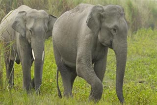 Jualbhanga Elephant Capture