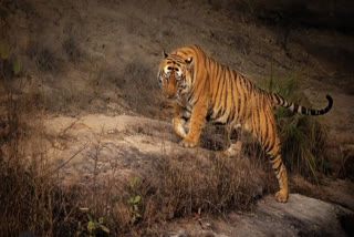 Madhya Pradesh to stop night safaris in Tiger Reserves