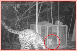 Leopard Cub Reunited
