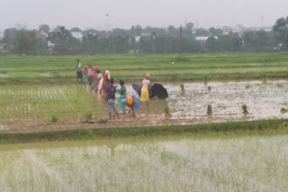 Farming affected due to reduced rains in Jharkhand