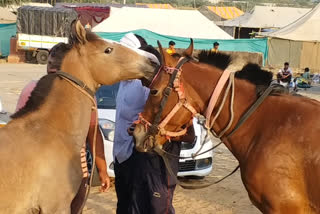 Rajasthan which draws tourists from across the globe for its international Pushkar Cattle Fair has cancelled the event amid surge in Lumpy virus cases among the cattle.