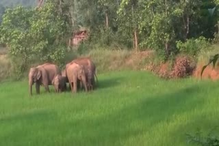 elephants damaged crop in gunupur rayagada