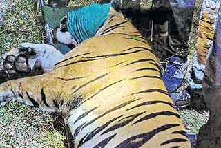 conflict-tiger-that-killed-13-persons-captured-in-gadchiroli-mahasrastra