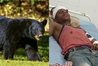 panna wild bears terror