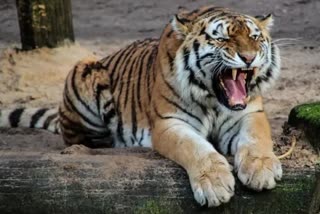 महाराष्ट्र: गढ़चिरौली में पकड़ा गया बाघ जिसने 13 लोगों को मार डाला