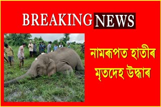 Elephant body rescued at Namrup
