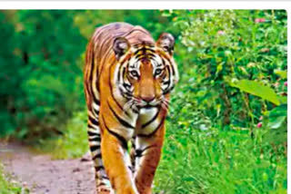 Tiger seen near Sinhagad