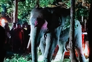 tranquiliser-used-to-tame-elephant-in-jhargram