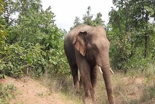 डेढ़कोहका गांव में हाथी का आतंक