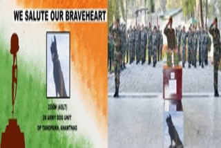 ARMY OFFICERS LAY WREATH ON MORTAL REMAINS OF ARMY ASSAULT CANINE ZOOM PASSED AWAY