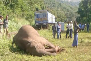 PALAKKAD  train hit wild elephant  train hit wild elephant at palakkad  കഞ്ചിക്കോട് കാട്ടാന ചെരിഞ്ഞ സംഭവം  വനം വകുപ്പ്  പാലക്കാട്  കഞ്ചിക്കോട് റെയില്‍വേ  വിവേക് എക്സ്‌പ്രസ്