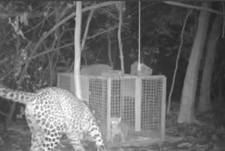 Forest officers reunite leopard cub with its mother