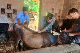 Lumpy skin disease detected in Bantwal