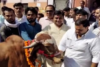 Govind Singh Dotasra targets BJP over lumpy disease, says BJP use cows for votes