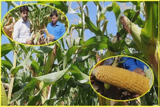 farmers-income-doubles-after-sweet-corn-cultivation-in-kokernag