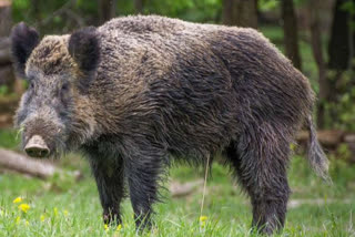 UP: 2 injured as explosives planted to kill wild boar goes off