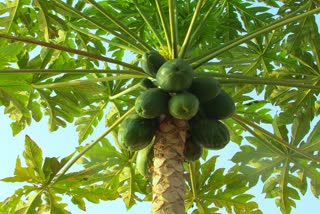 Know the benefits of Papaya leafs