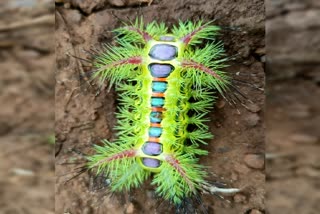 spiny-oak-slug-insect-not-poisonous