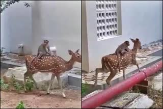 Monkey riding on a deer in Shivamogga Karnataka