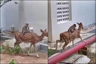 Monkey riding on a deer in Shivamogga