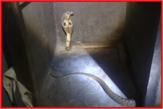 Kobra nag in Kalyan